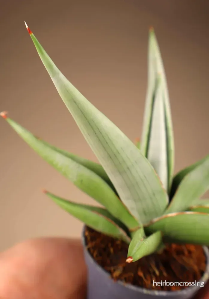 Sansevieria 'Chanin Crown' - Bild 3