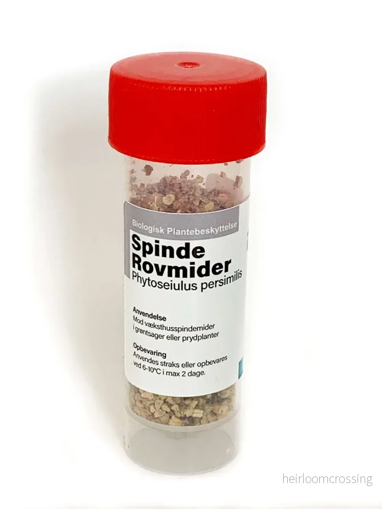 Phytoseiulus Persimilis | Mot Spinn - Bild 3