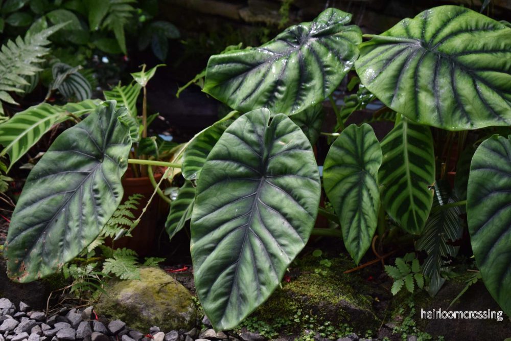 Alocasia clypeolata - Bild 2