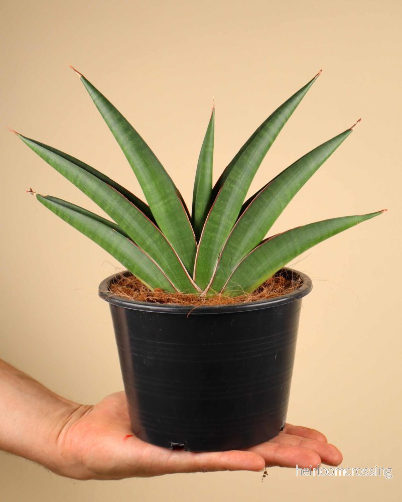 Sansevieria 'Helios Twisted' - Bild 3