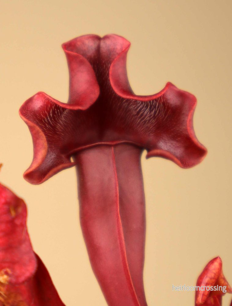 Sarracenia x 'Maroon' - Bild 2