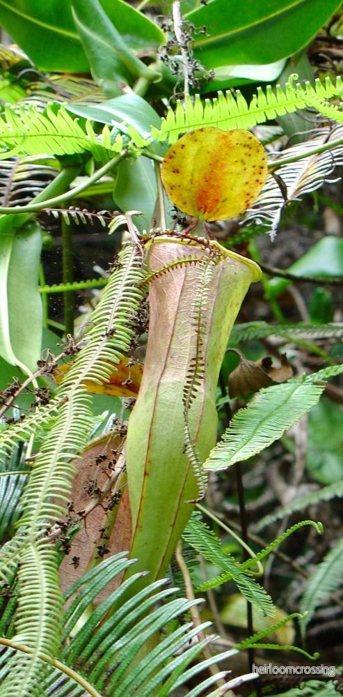 Nepenthes sanguinea - Bild 2