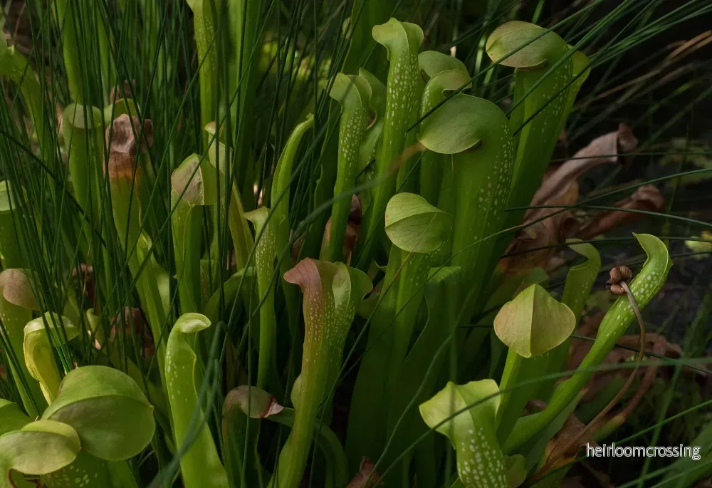 Huva trumpetväxter (Sarracenia minor) | frön, 10 st.