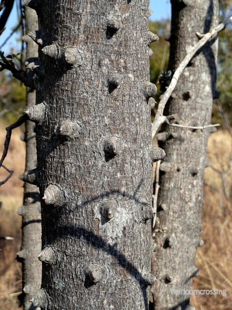Afrikansk pepparträd (Zanthoxylum capense) | frön, 10 st.