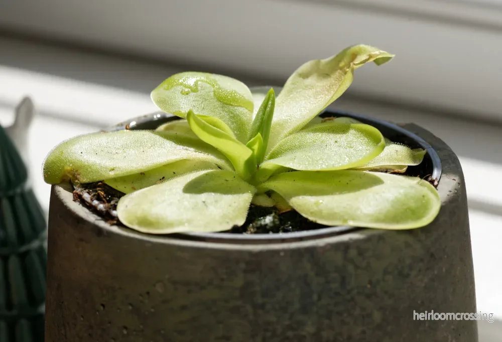 Vibefett (Pinguicula x Tina) Vibefett (Pinguicula x Tina)