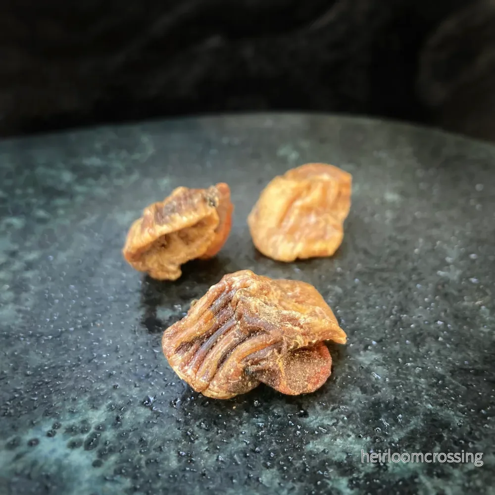 Kokt och torkad kammussla ”Hotate Bushi” 50g