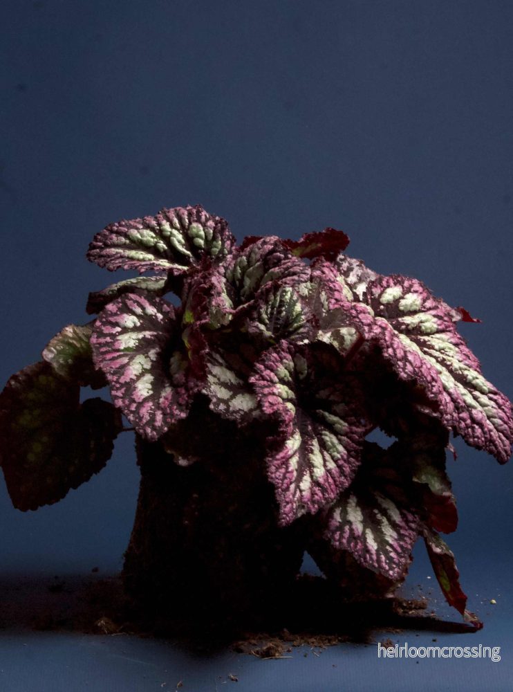 Begonia rex' Fireworks'