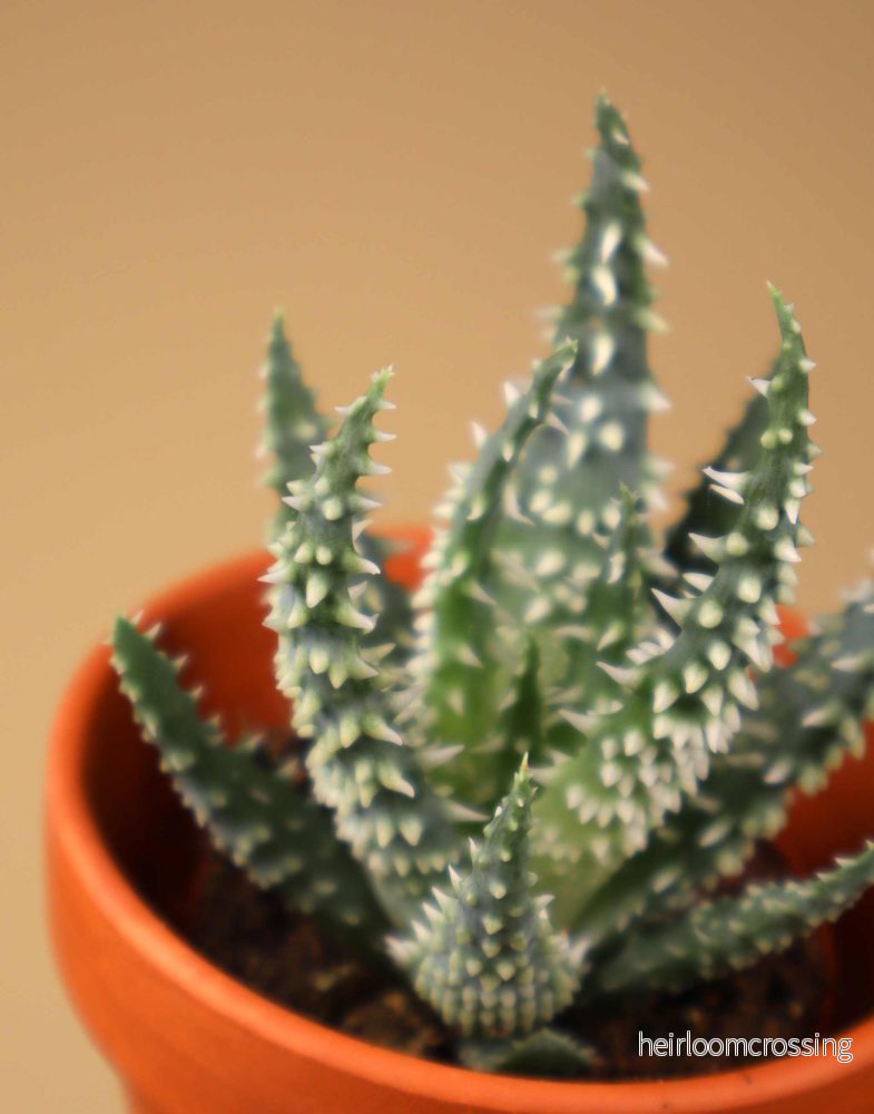 Aloe humilis 'vårtaloe' - Bild 3