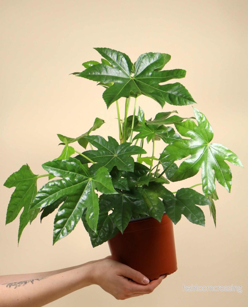 Fatsia japonica | Köldtålig Aralia - Bild 3