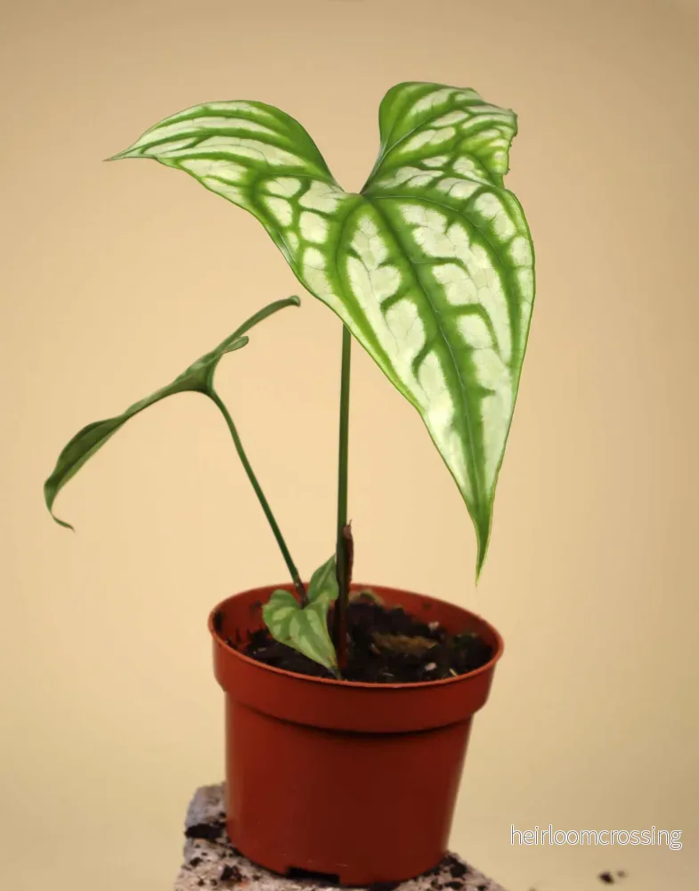 Cercestis mirabilis