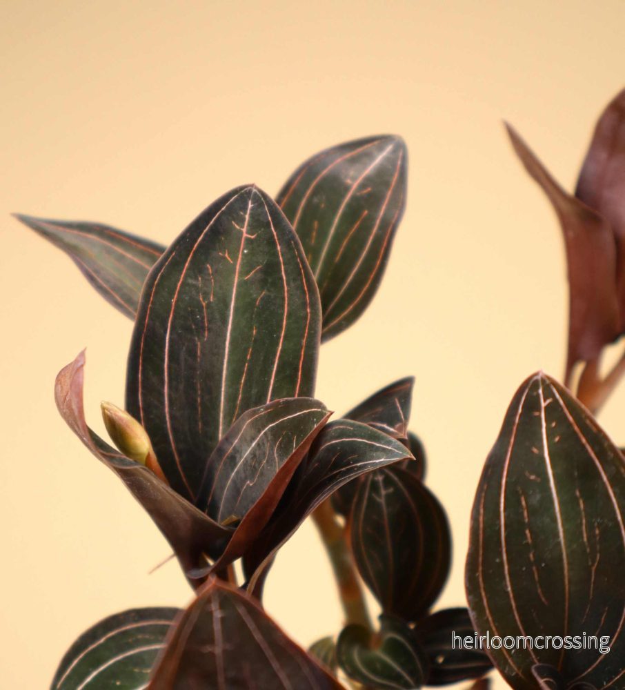 Ludisia discolor 'Juvelorkidé' - Bild 2