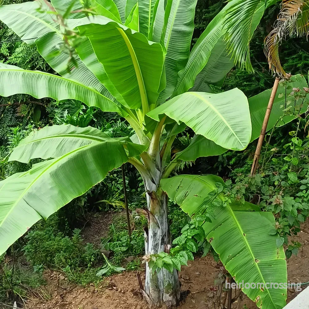 Snöplantan (Ensete glaucum) | frön, 10 st.