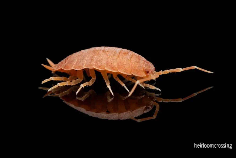 Släta grå bänkbett (Porcellio laevis "Orange") - Bild 3