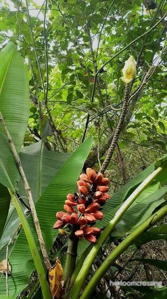 Bukanbanan (Musa bukensis) | frön, 10 st. Bukanbanan (Musa bukensis) | frön, 10 st.