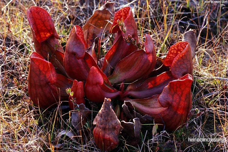 Purpurpurpurkörtel (Sarracenia purpurea purpurea) | frön, 15 st.