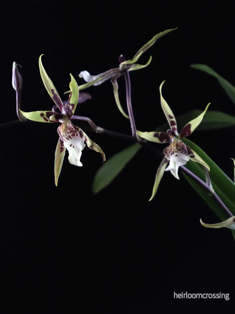 Brassia Orkidéer