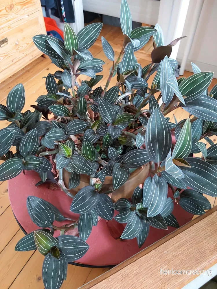 Juvelorkidé (Ludisia discolor) | växt - Bild 2