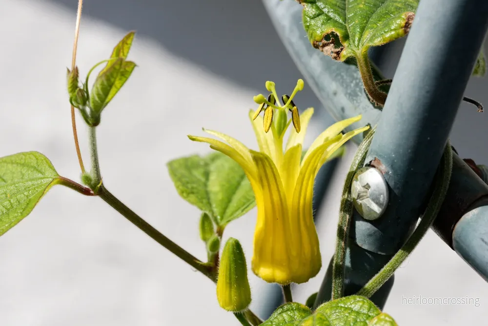 Citrina passionsblomma (Passiflora citrina) | plantera Citrina passionsblomma (Passiflora citrina) | plantera