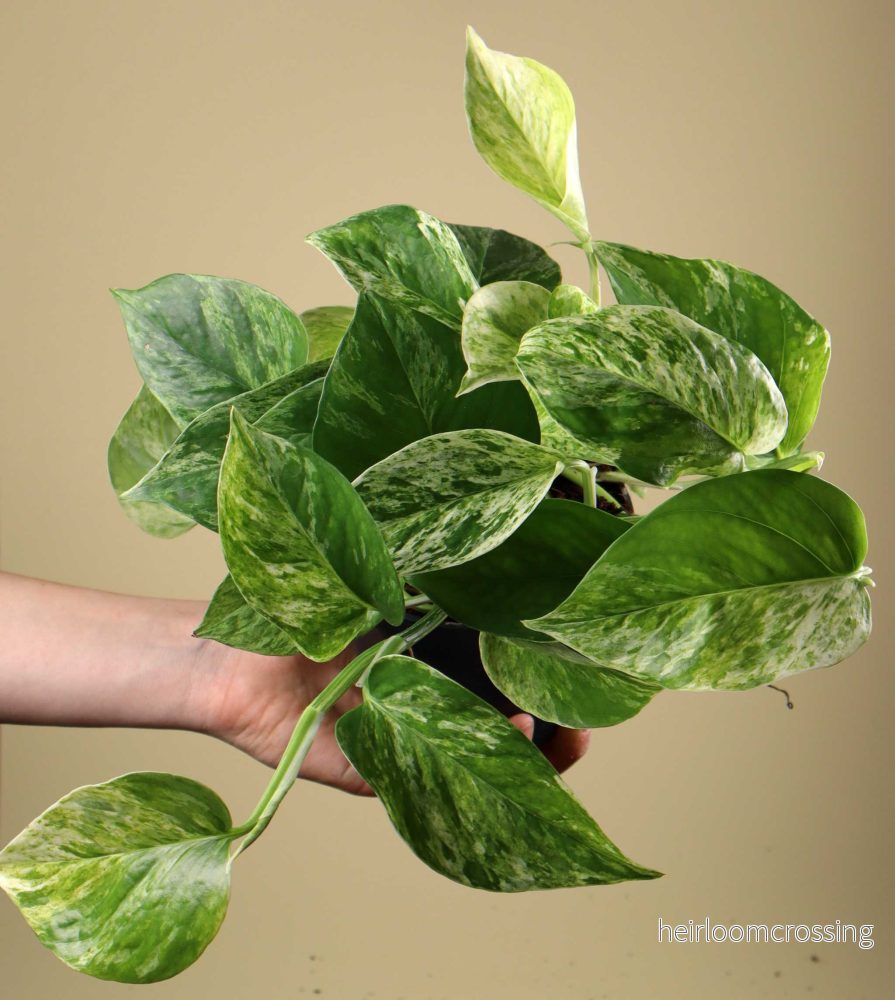 Epipremnum aureum 'Marble Queen' - Bild 3