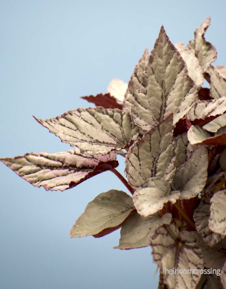 Begonia rex 'Arctic breeze' - Bild 3