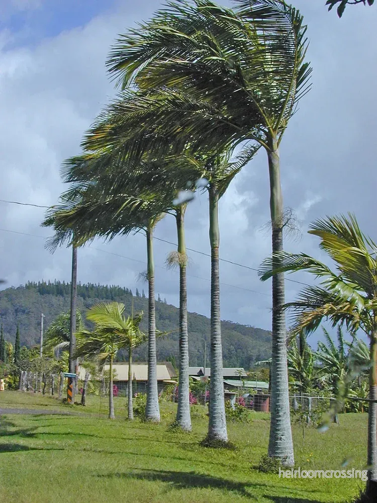Alexandra kunglig palm (Archontophoenix alexandrae) | frön, 10 st. Alexandra kunglig palm (Archontophoenix alexandrae) | frön, 10 st.