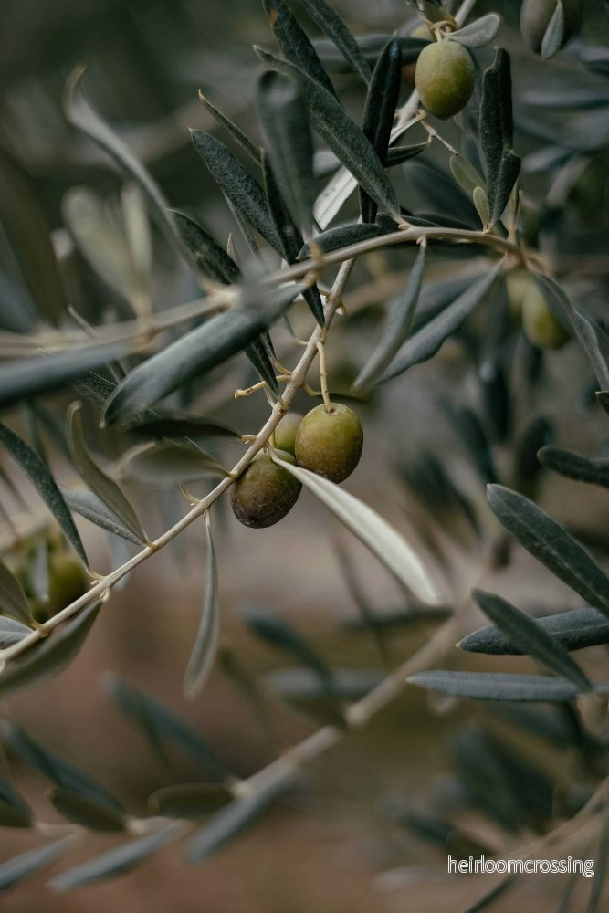 Olivträd | Olea europaea