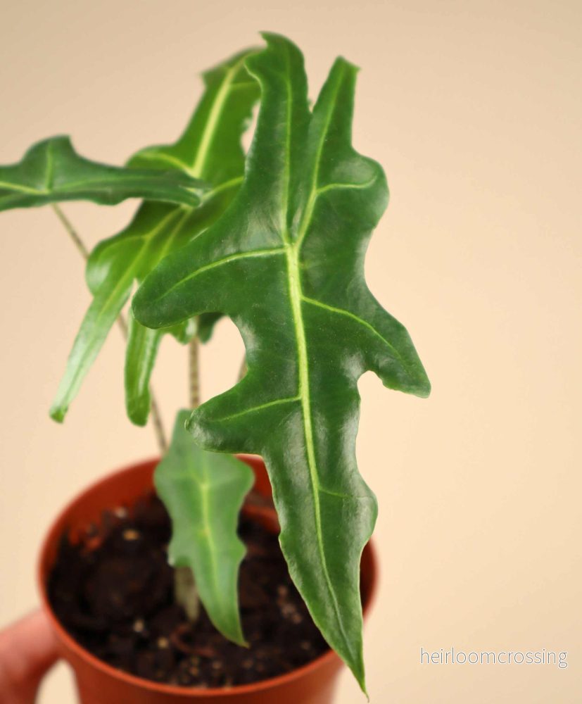 Alocasia portei - Bild 3