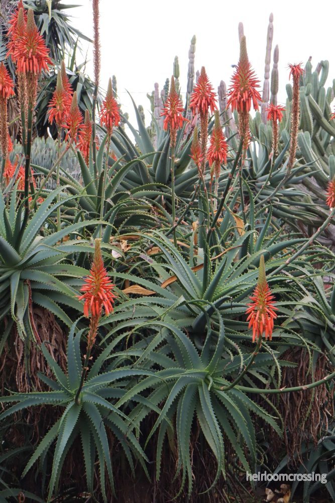 Trädaloe 'Aloe arborescens' - Bild 2
