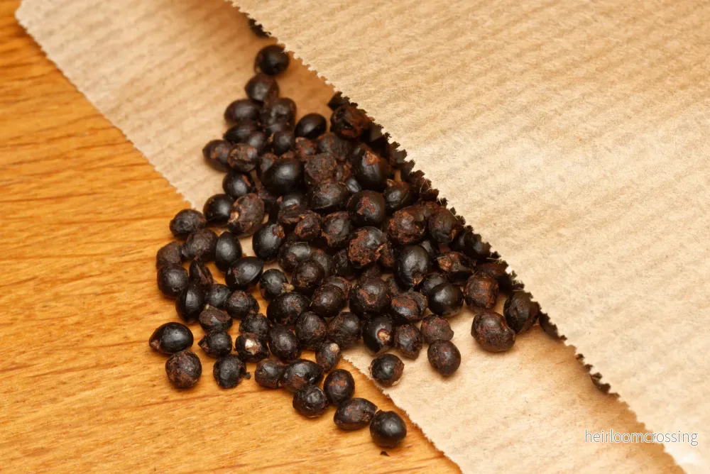 Afrikansk pepparträd (Zanthoxylum capense) | frön, 10 st. - Bild 2