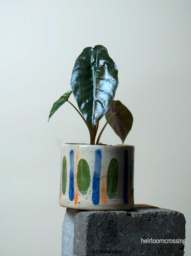 Alocasia Chantrierii