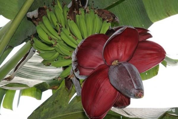 Söt vild banan (Musa balbisiana balbisiana) | frön, 10 st.