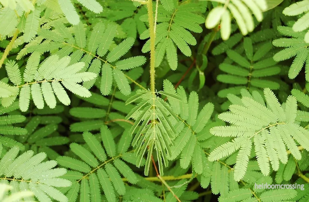 Jätteblygmjuka (Mimosa diplotricha) | frö, 10 st.