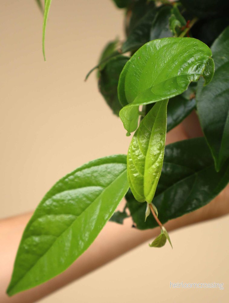 Ficus sagittata (radicans) - Bild 3