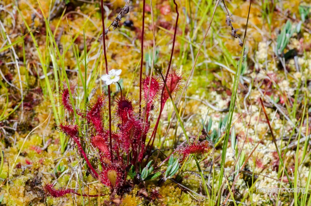 Långbladig solros (Drosera anglica) | frön, 10 st. Långbladig solros (Drosera anglica) | frön, 10 st.