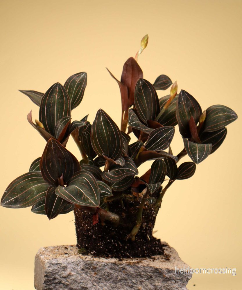 Ludisia discolor 'Juvelorkidé'