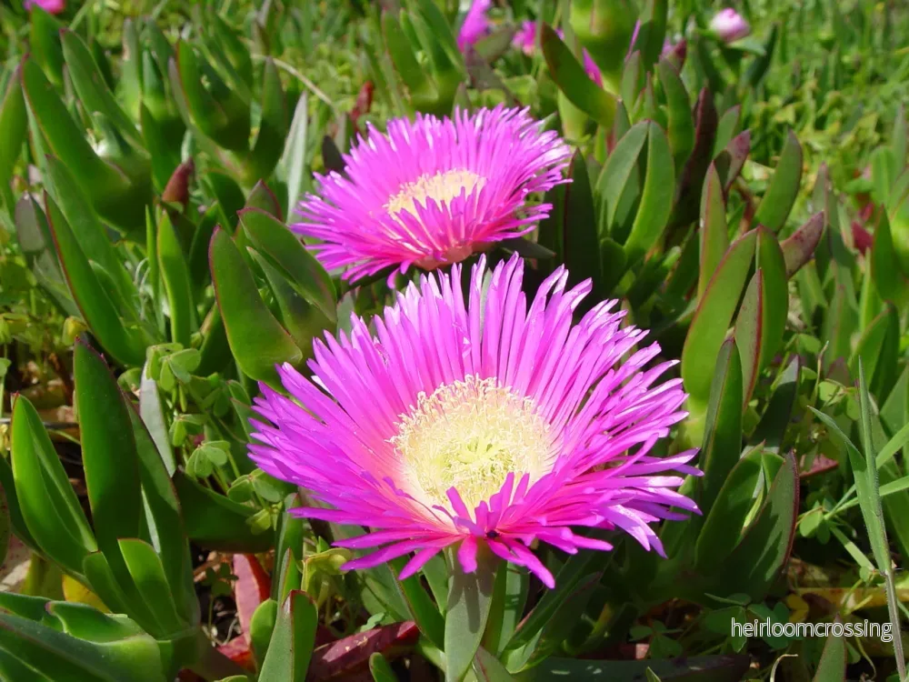 Medelhavsfikon (Carpobrotus edulis) | frön, 10 st.