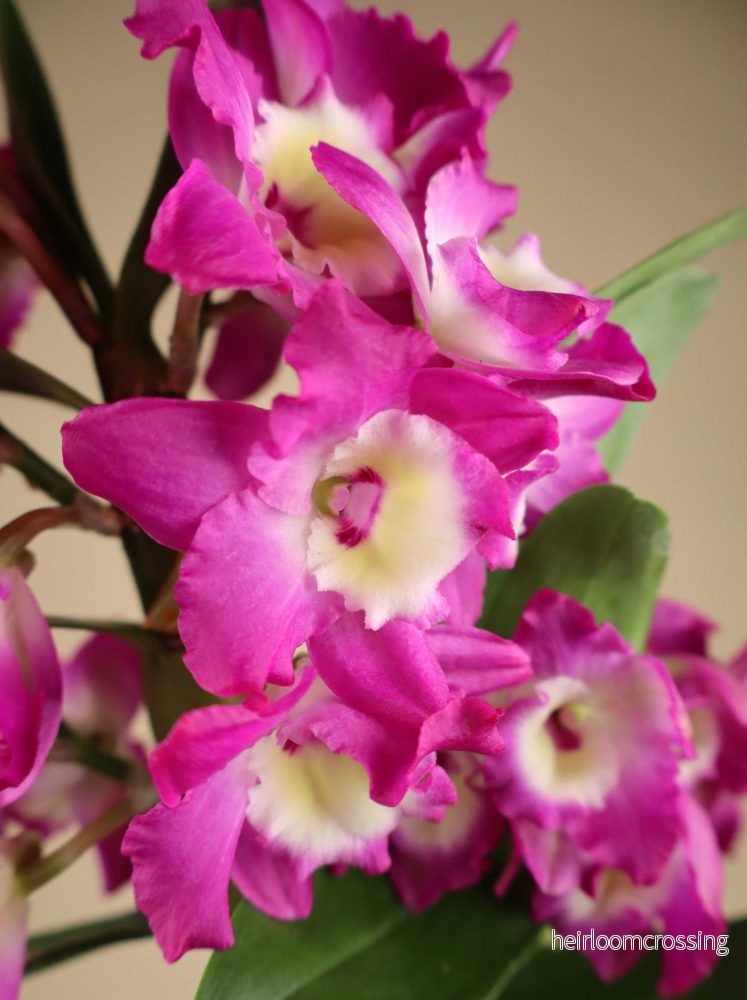 Dendrobium nobile - Bild 3