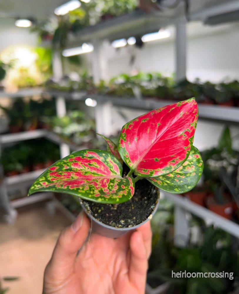 Aglaonema 'Pink Valentine' - Bild 2