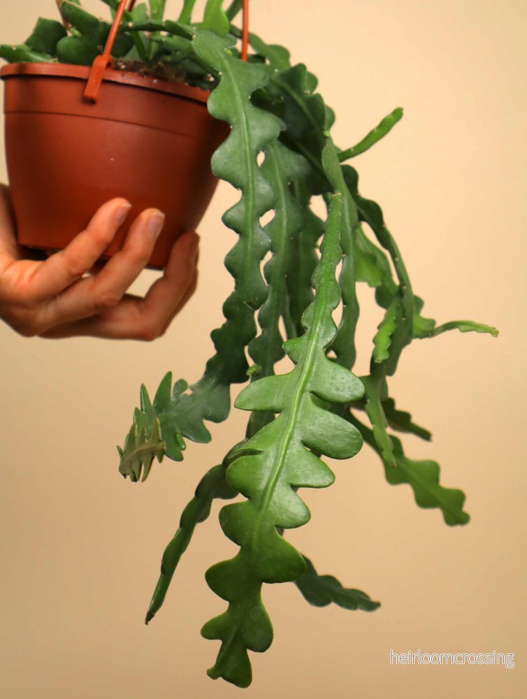 Epiphyllum anguliger | Flikig bladkaktus - Bild 3