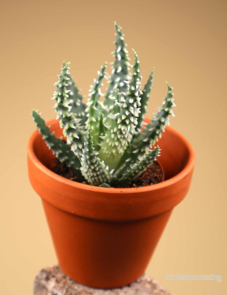 Aloe humilis 'vårtaloe'