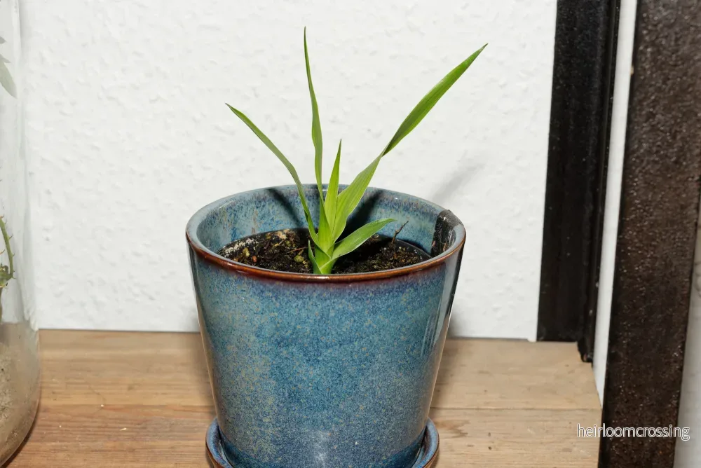 Drakens blodträd (Dracaena draco) | fröplanta