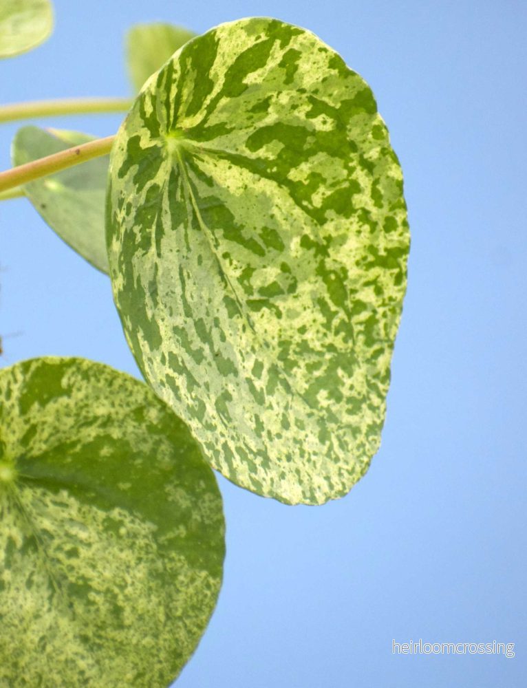 Pilea peperomioides 'Mojito' - Bild 2