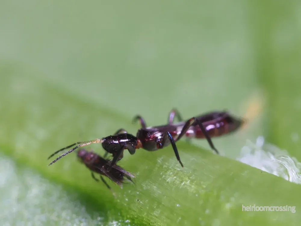 Franklino-rovtrips (Franklinothrips vespiformis) (150 st.) | mot trips - Bild 2