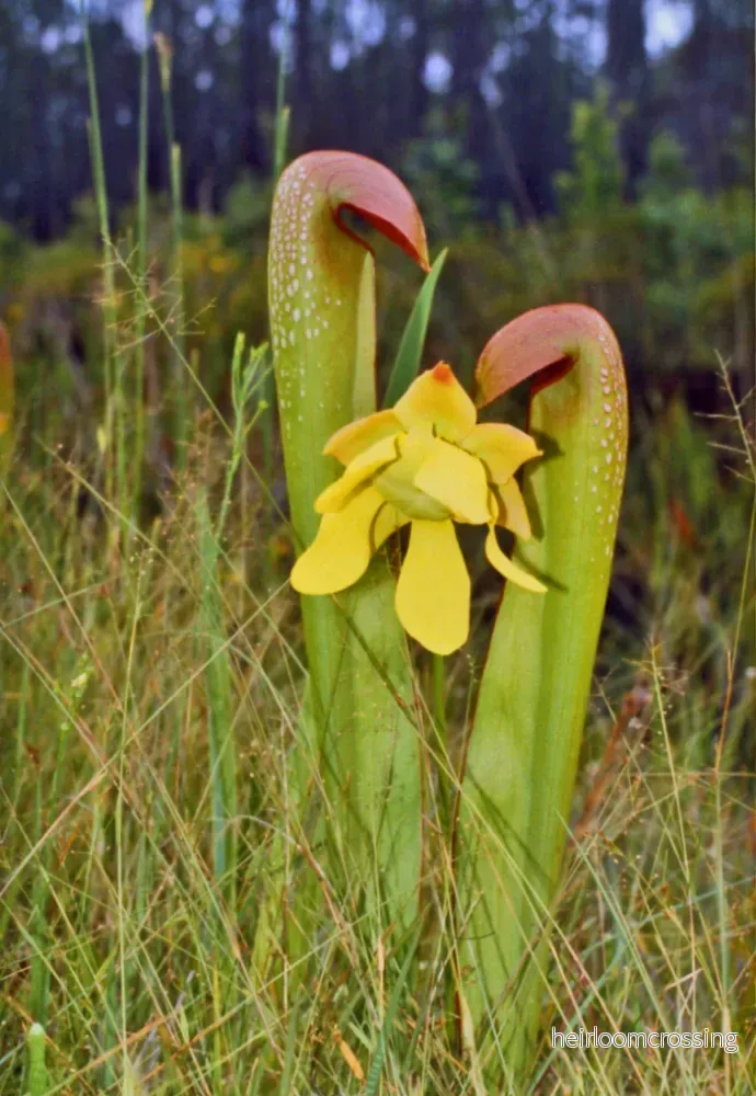 Huva trumpetväxter (Sarracenia minor) | frön, 10 st. - Bild 3