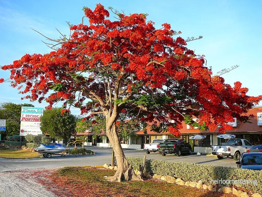 Flamträd (Delonix regia) | frön, 10 st.