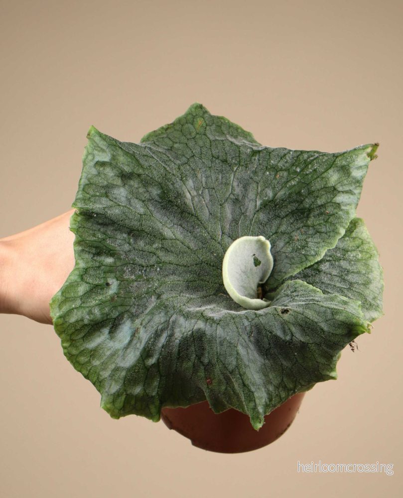 Platycerium superbum - Bild 3
