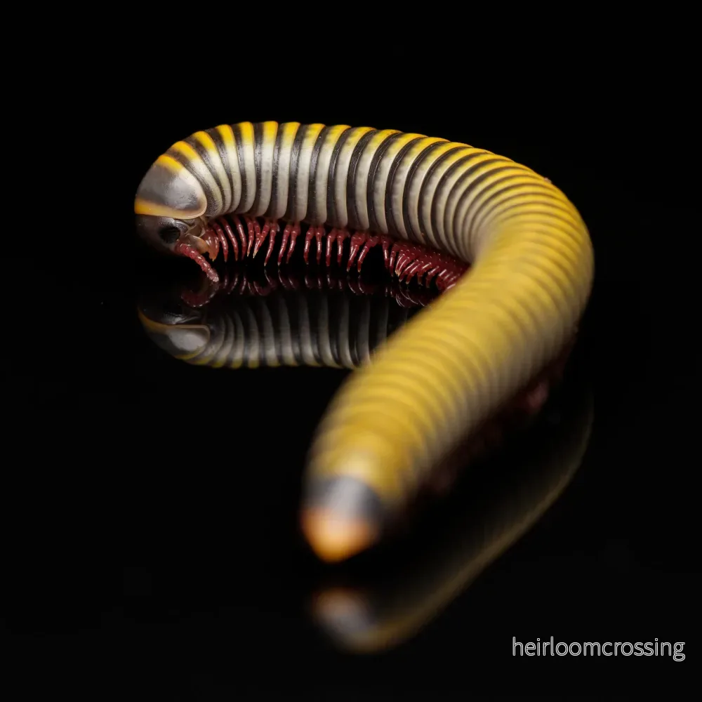 Humla tusenfoting (Anadenobolus monilicornis) | 1 st.