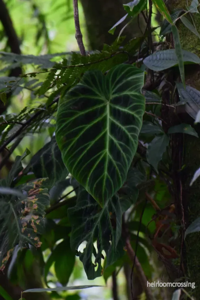 Philodendron verrucosum