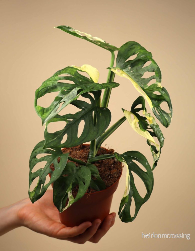 Monstera adansonii albo variegata - Bild 3