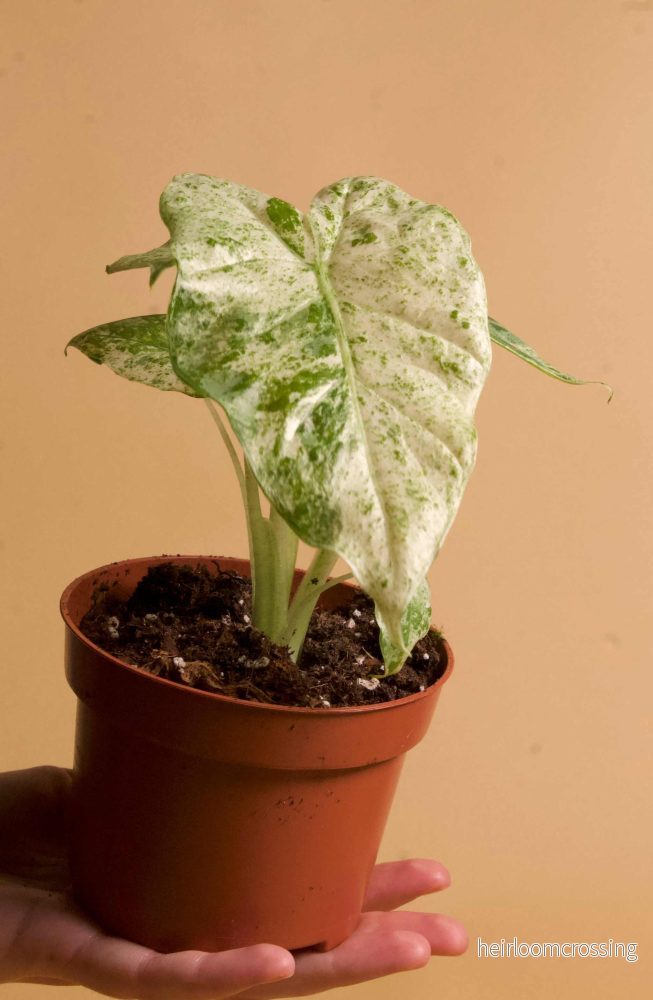Alocasia macrorrhizos 'splash variegata' - Bild 3